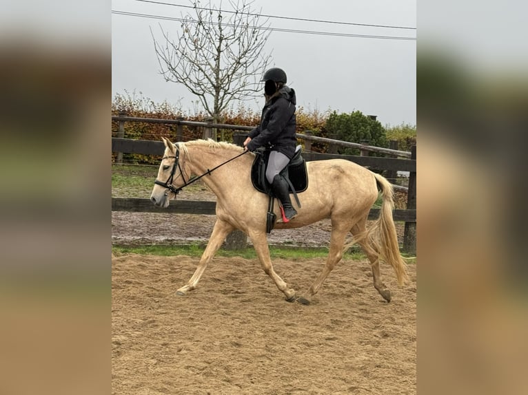 PRE Croisé Jument 7 Ans 162 cm Palomino in Daleiden