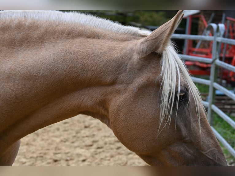 PRE Croisé Jument 7 Ans 162 cm Perlino in Klettgau