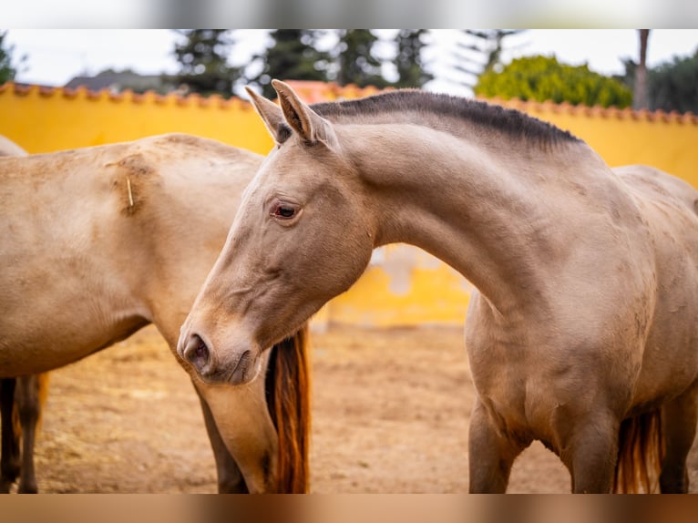 PRE Croisé Jument 7 Ans 163 cm Champagne in Valencia