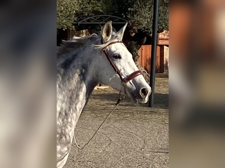 PRE Jument 7 Ans 163 cm Gris in Montbrio Del Camp