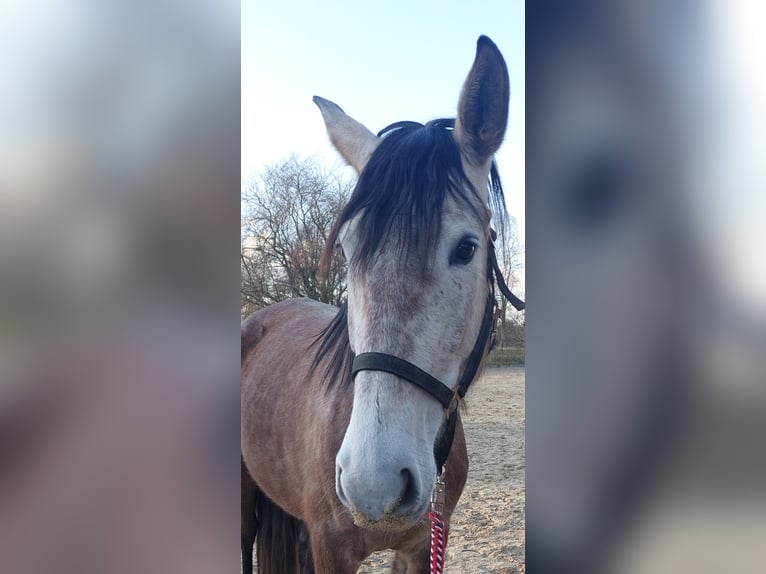 PRE Croisé Jument 7 Ans 163 cm Gris in Hagen