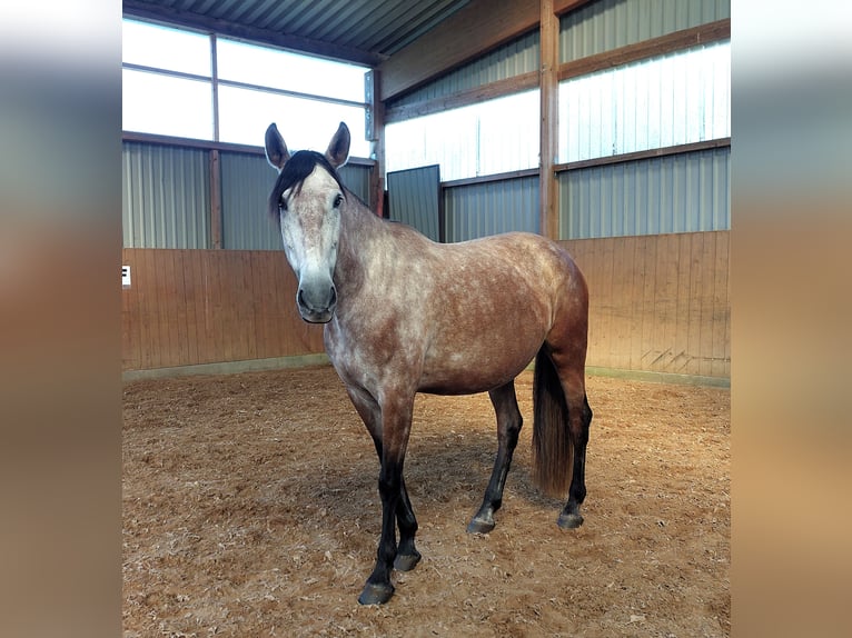 PRE Croisé Jument 7 Ans 163 cm Gris in Hagen