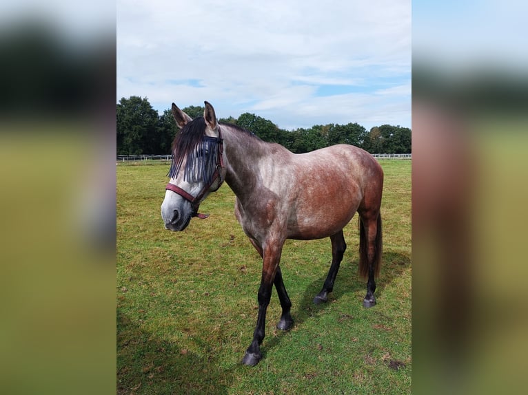 PRE Croisé Jument 7 Ans 163 cm Gris in Hagen