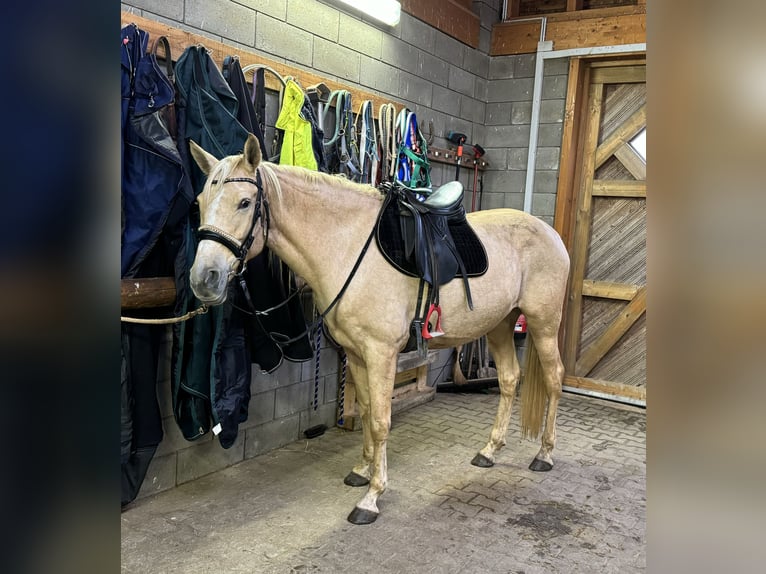 PRE Croisé Jument 7 Ans 163 cm Palomino in Daleiden