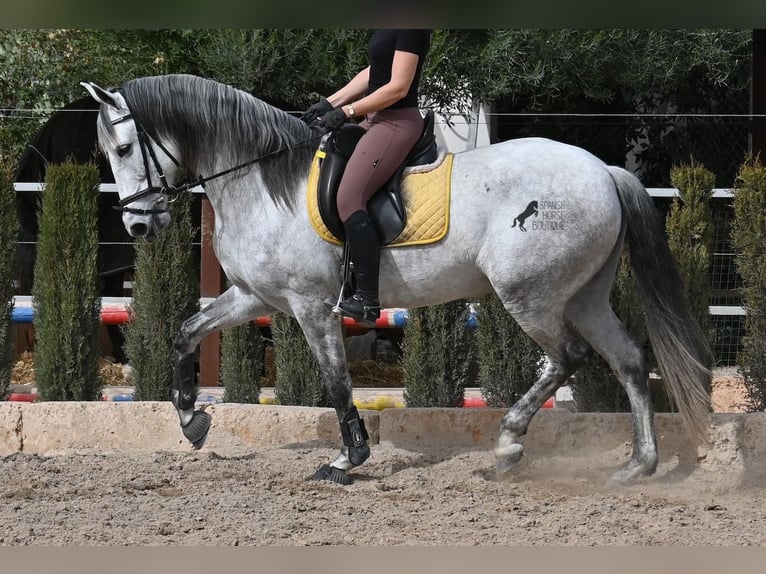 PRE Croisé Jument 7 Ans 165 cm Gris in Mallorca