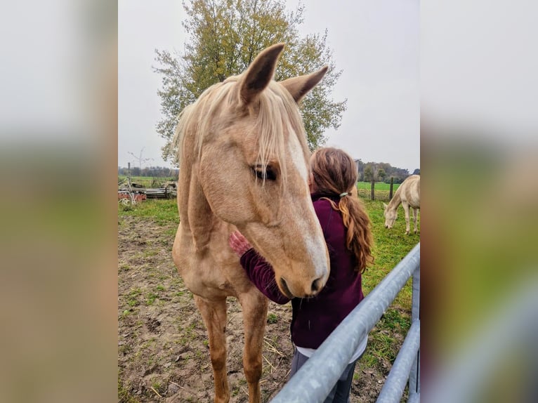 PRE Croisé Jument 7 Ans 165 cm Palomino in Rietberg