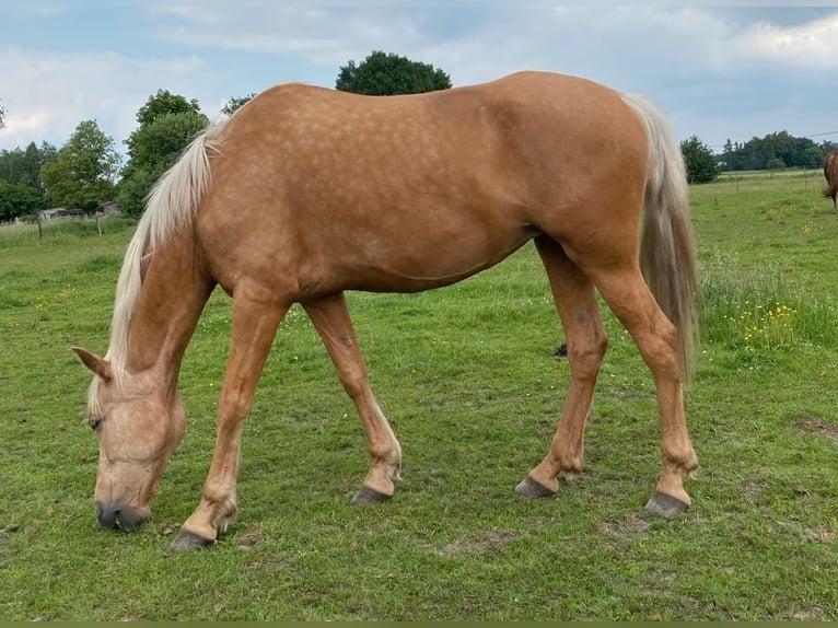 PRE Croisé Jument 7 Ans 165 cm Palomino in Rietberg