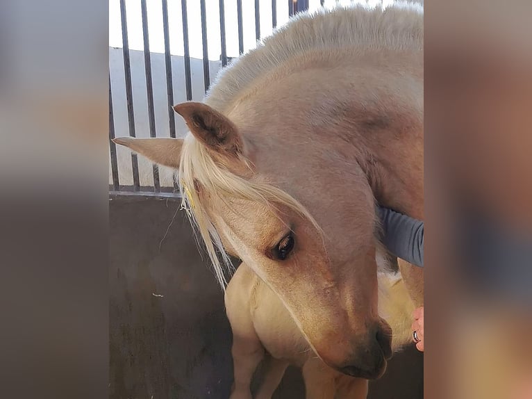 PRE Croisé Jument 7 Ans 165 cm Palomino in Rietberg