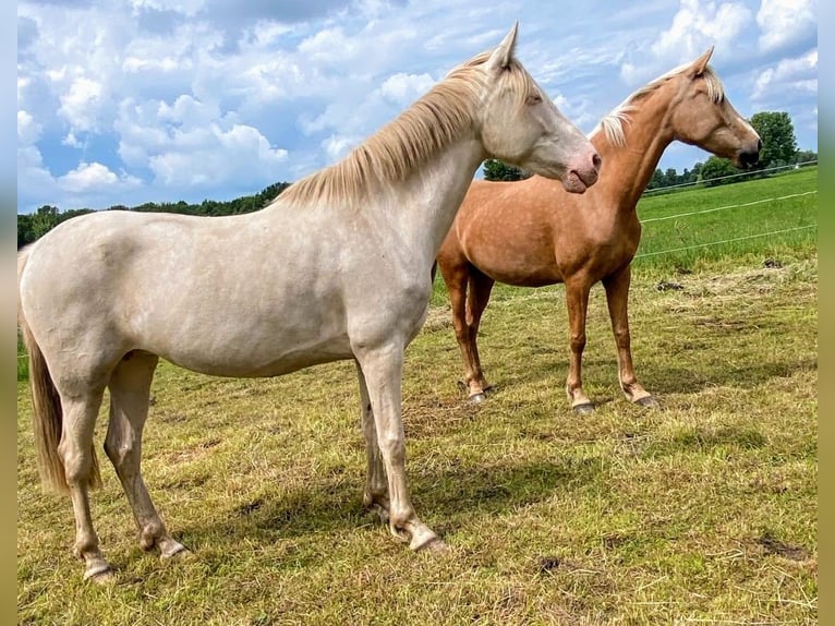 PRE Croisé Jument 7 Ans 165 cm Palomino in Rietberg