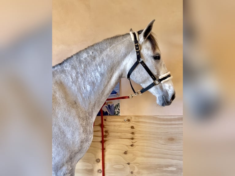 PRE Jument 7 Ans 166 cm Gris in Manacor