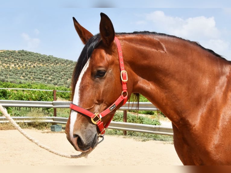 PRE Jument 7 Ans 167 cm Bai in Provinz Cordoba