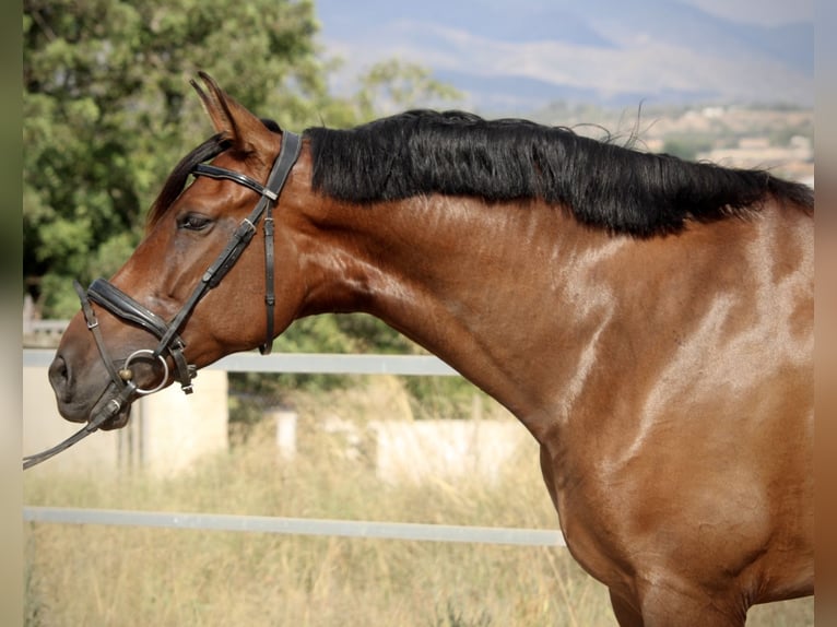 PRE Croisé Jument 7 Ans 168 cm Bai brun in Valencia