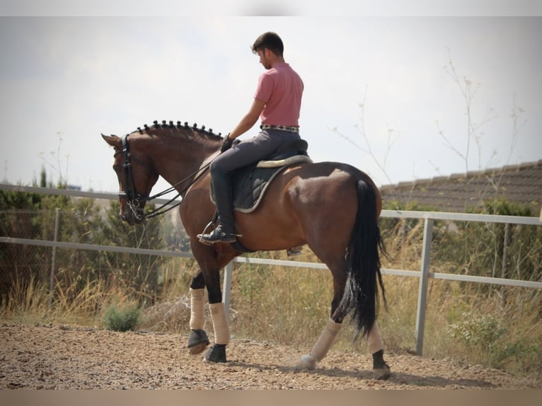 PRE Croisé Jument 7 Ans 168 cm Bai brun in Valencia