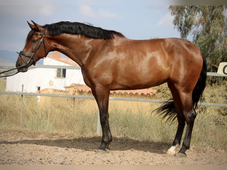 PRE Croisé Jument 7 Ans 168 cm Bai brun in Valencia