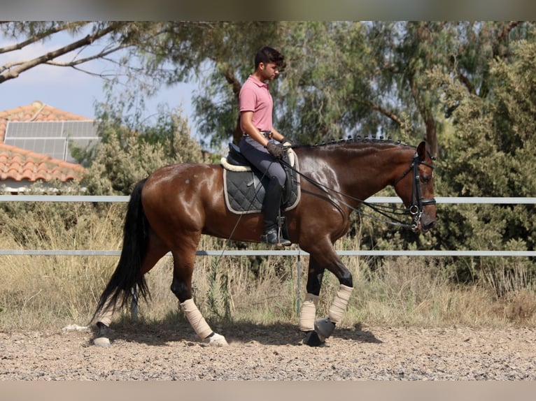 PRE Croisé Jument 7 Ans 168 cm Bai brun in Valencia