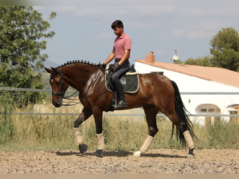 PRE Croisé Jument 7 Ans 168 cm Bai brun in Valencia