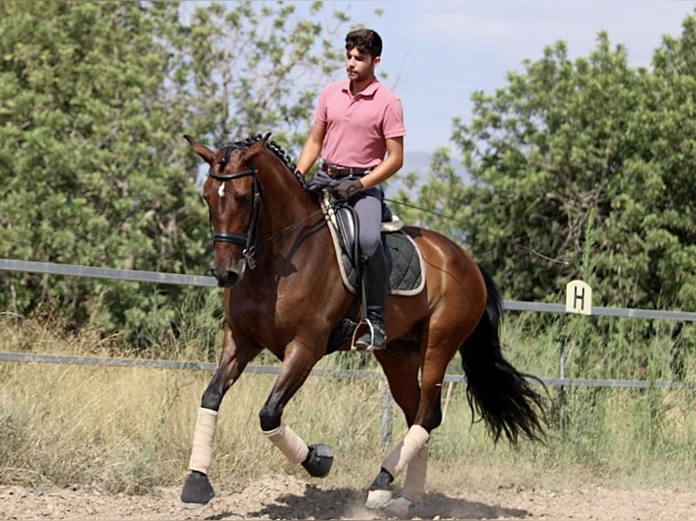 PRE Croisé Jument 7 Ans 168 cm Bai brun in Valencia