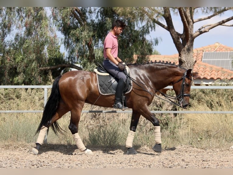 PRE Croisé Jument 7 Ans 168 cm Bai brun in Valencia