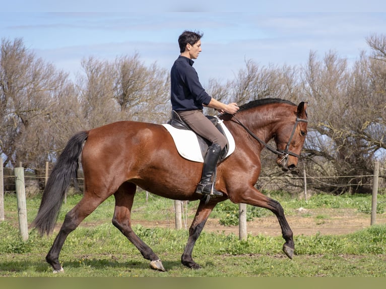 PRE Jument 7 Ans 168 cm Bai in Perpignan