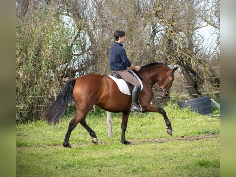 PRE Jument 7 Ans 168 cm Bai in Perpignan