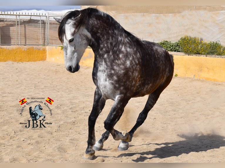 PRE Croisé Jument 7 Ans 168 cm Gris in Tabernas Almería