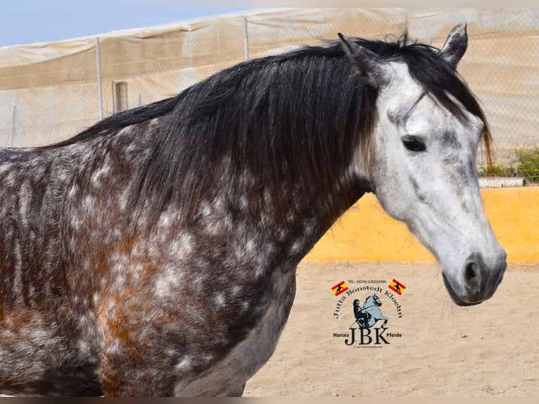 PRE Croisé Jument 7 Ans 168 cm Gris in Tabernas Almería