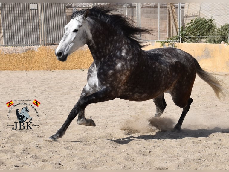 PRE Croisé Jument 7 Ans 168 cm Gris in Tabernas Almería