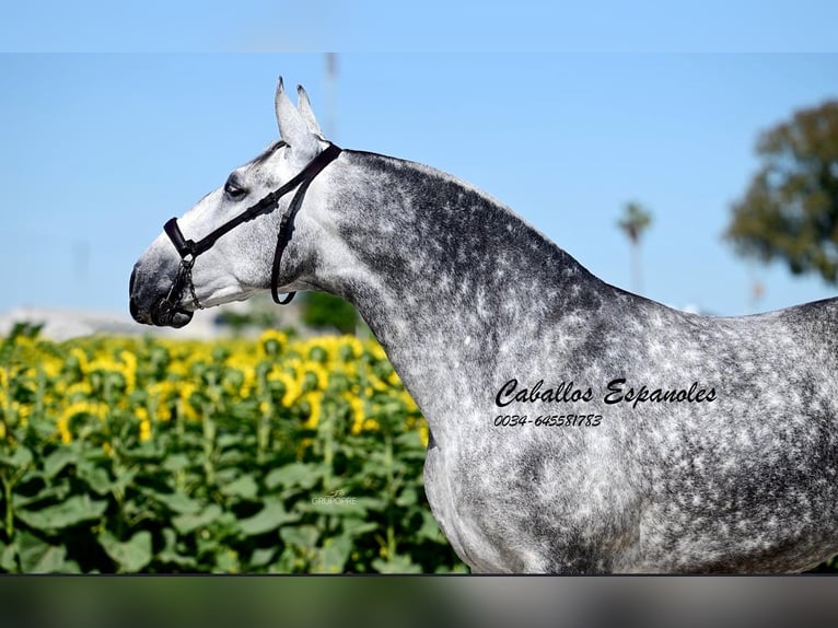 PRE Jument 7 Ans 168 cm Gris in Vejer de la Frontera