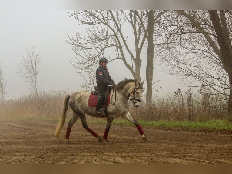 PRE Croisé Jument 7 Ans 170 cm Gris in Wremen