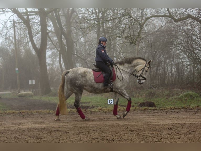 PRE Croisé Jument 7 Ans 170 cm Gris in Wremen