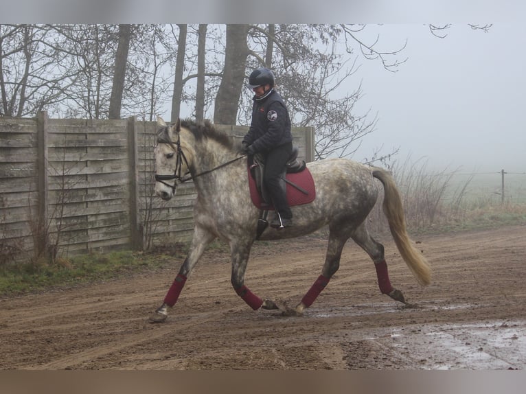 PRE Croisé Jument 7 Ans 170 cm Gris in Wremen