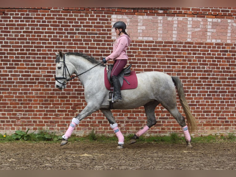 PRE Jument 7 Ans 170 cm Gris in Wremen