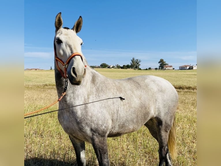 PRE Croisé Jument 7 Ans 170 cm Gris in Talarrubias