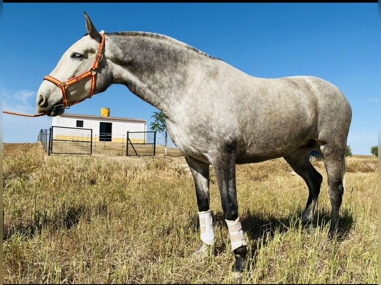 PRE Croisé Jument 7 Ans 170 cm Gris in Talarrubias