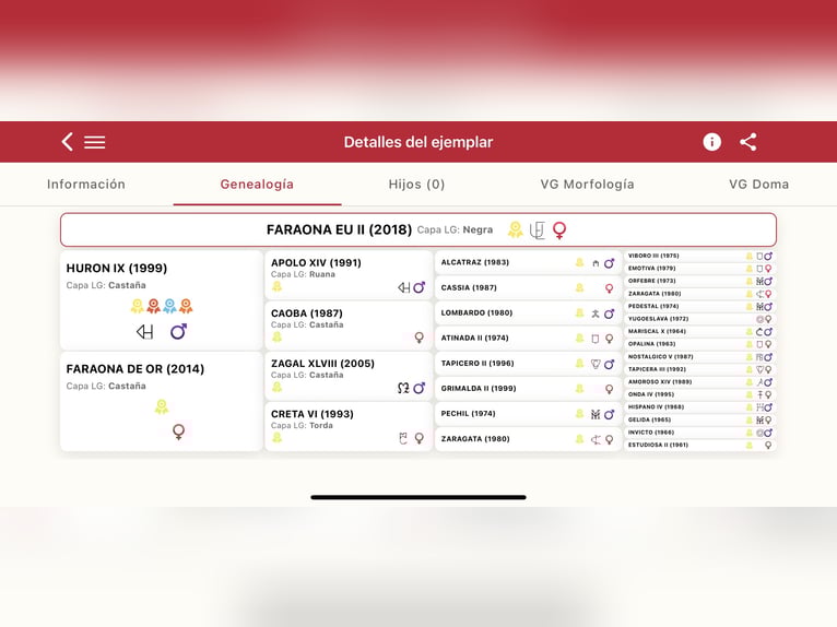 PRE Croisé Jument 7 Ans 170 cm Noir in Galaroza (Huelva)