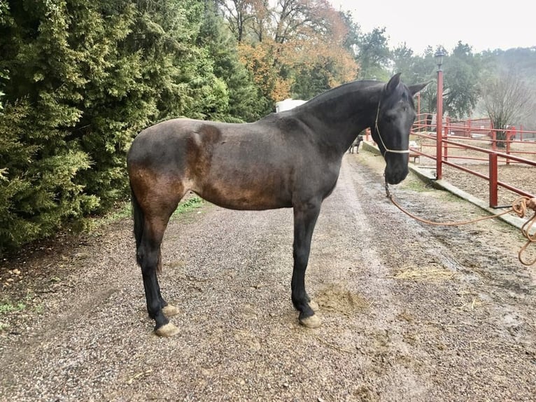 PRE Jument 7 Ans 170 cm Noir in Galaroza (Huelva)