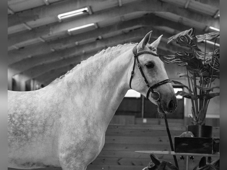 PRE Croisé Jument 7 Ans 172 cm Gris in HEUVELLAND