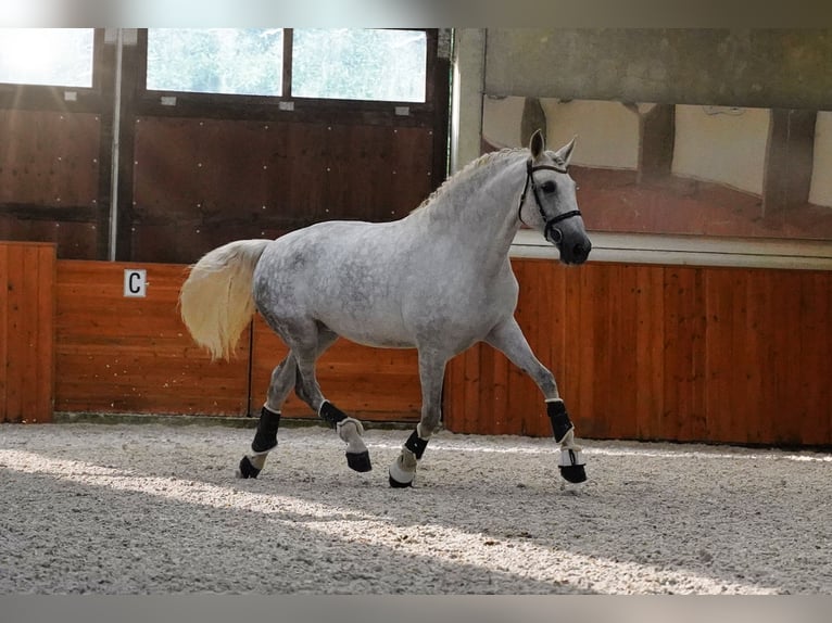PRE Croisé Jument 7 Ans 172 cm Gris in HEUVELLAND