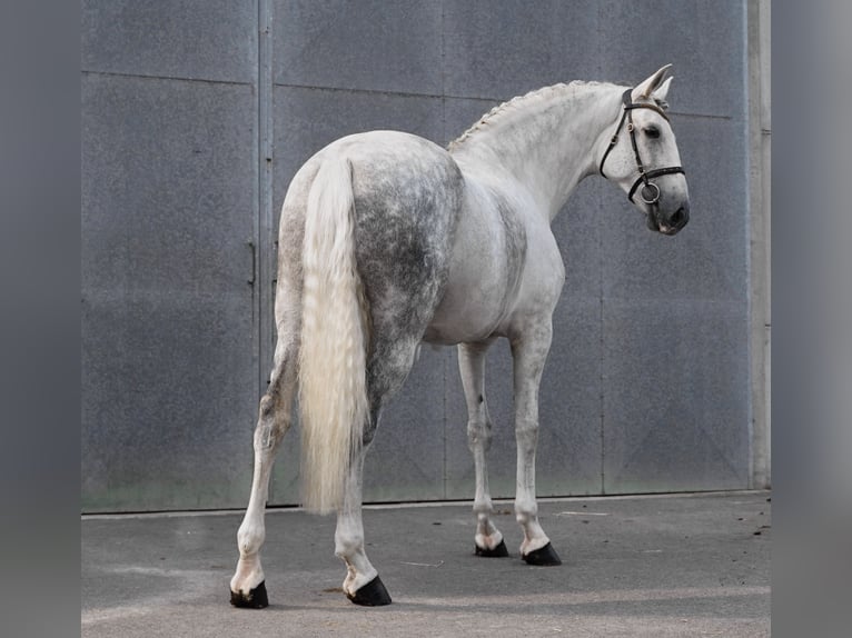 PRE Croisé Jument 7 Ans 172 cm Gris in HEUVELLAND
