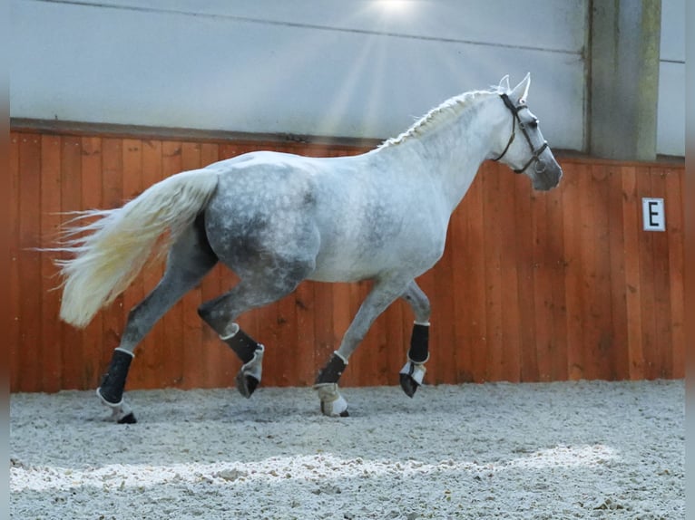 PRE Croisé Jument 7 Ans 172 cm Gris in HEUVELLAND