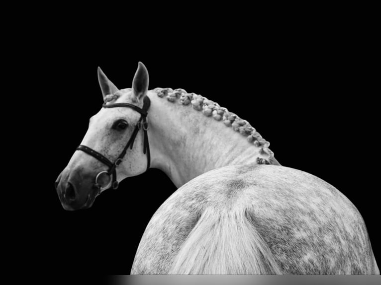 PRE Croisé Jument 7 Ans 172 cm Gris in HEUVELLAND