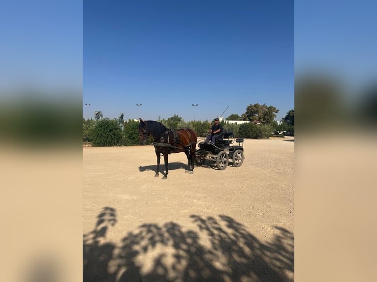 PRE Croisé Jument 7 Ans Bai in Albacete