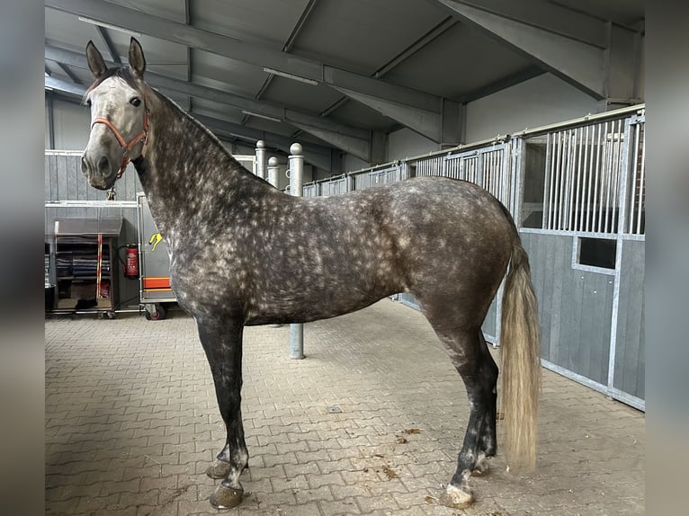 PRE Croisé Jument 7 Ans Gris pommelé in Oldenburg