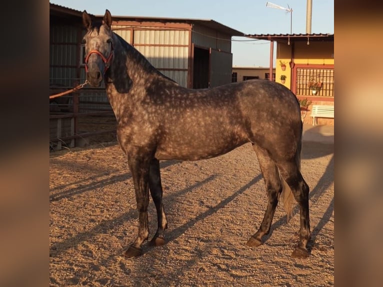 PRE Croisé Jument 7 Ans Gris pommelé in Oldenburg