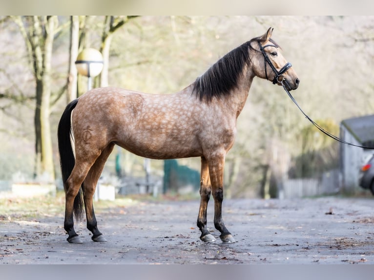 PRE Croisé Jument 8 Ans 157 cm Buckskin in Windhagen