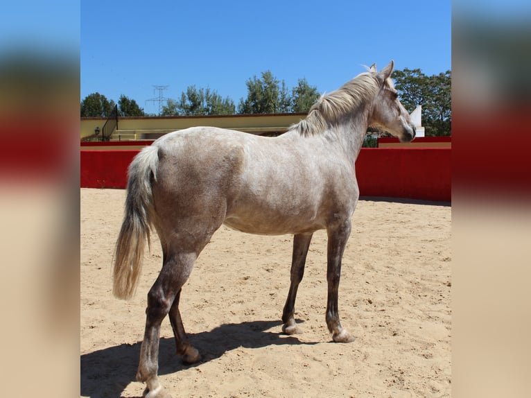 PRE Croisé Jument 8 Ans 157 cm Gris in Rafelguaraf