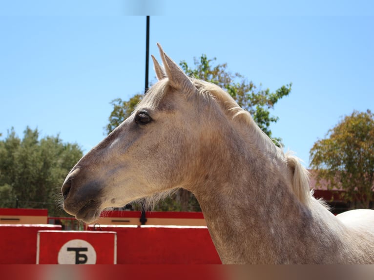 PRE Croisé Jument 8 Ans 157 cm Gris in Rafelguaraf