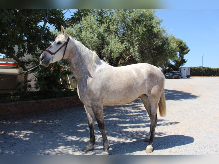 PRE Croisé Jument 8 Ans 157 cm Gris in Rafelguaraf