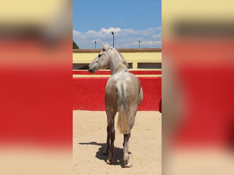 PRE Croisé Jument 8 Ans 157 cm Gris in Rafelguaraf