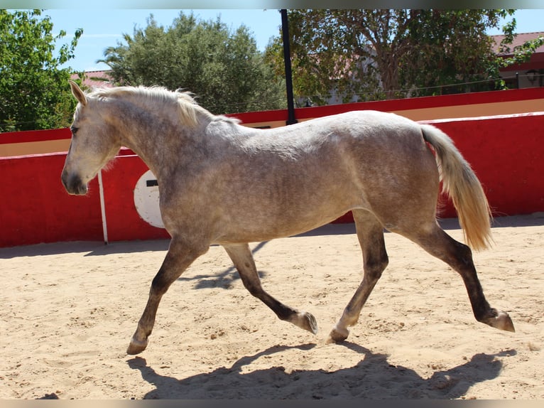 PRE Croisé Jument 8 Ans 157 cm Gris in Rafelguaraf